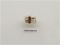 藏品(四斑紅椿象)的圖片